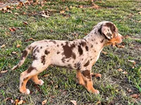 Apache, a male Catahoula Leopard Dog for sale in Muldrow, OK – 6 of 7