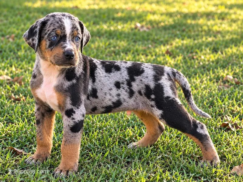 Boss – Catahoula Leopard Dog puppy for sale in Muldrow, OK