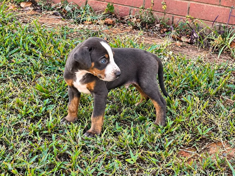 Rebel – Catahoula Leopard Dog puppy for sale in Muldrow, OK