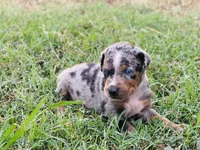 Boss, a male Catahoula Leopard Dog for sale in Muldrow, OK – 2 of 8