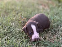 Rebel, a male Catahoula Leopard Dog for sale in Muldrow, OK – 3 of 6