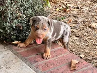Comanche , a male Catahoula Leopard Dog for sale in Muldrow, OK – 3 of 9
