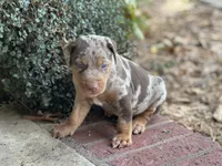 Comanche , a male Catahoula Leopard Dog for sale in Muldrow, OK – 5 of 9