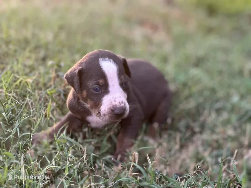 Rebel – Catahoula Leopard Dog puppy for sale in Muldrow, OK