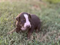Rebel, a male Catahoula Leopard Dog for sale in Muldrow, OK – 1 of 6