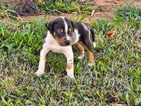 Axel , a male Catahoula Leopard Dog for sale in Muldrow, OK – 4 of 6