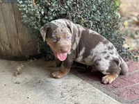 Comanche , a male Catahoula Leopard Dog for sale in Muldrow, OK – 6 of 9