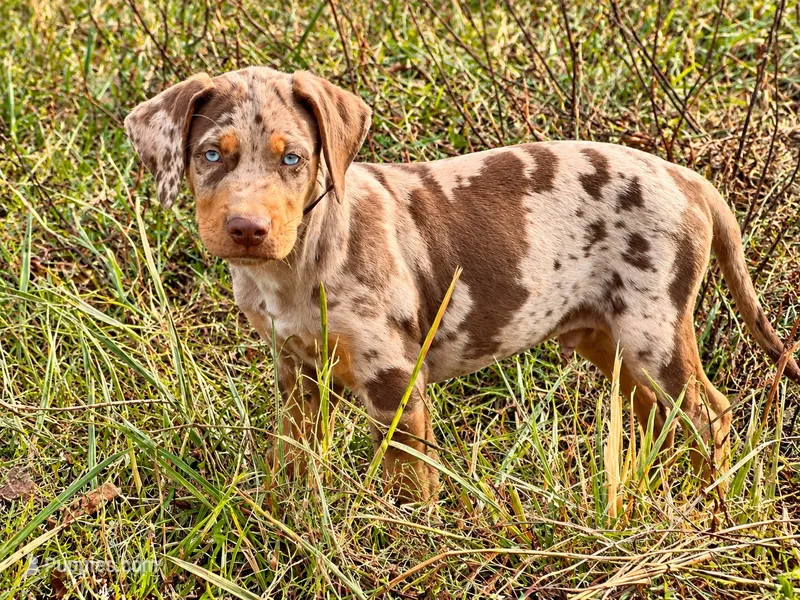 Comanche  – Catahoula Leopard Dog puppy for sale in Muldrow, OK