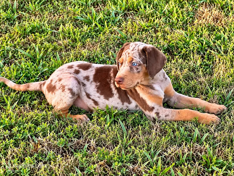 Comanche  – Catahoula Leopard Dog puppy for sale in Muldrow, OK