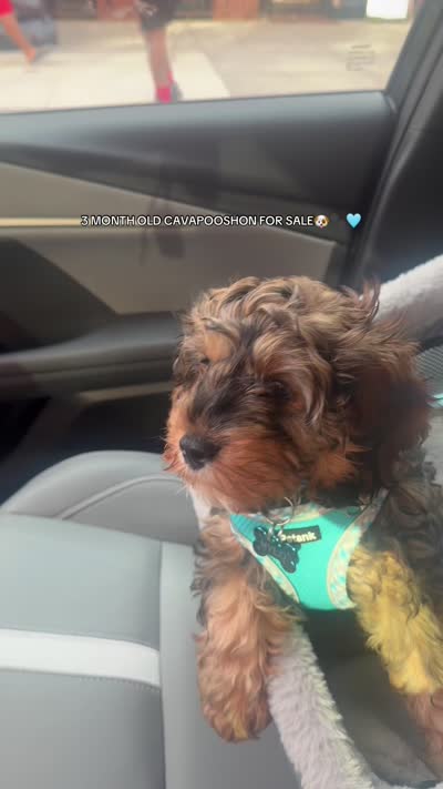 Mylo, a male Cavalier King Charles Spaniel and Poodle - Toy  for sale in Florida, NY – 3 of 5