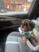Mylo, a male Cavalier King Charles Spaniel and Poodle - Toy  for sale in Florida, NY – 2 of 5