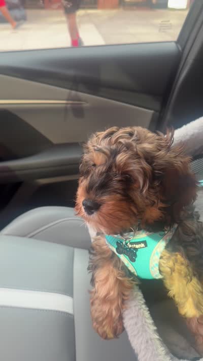 Mylo, a male Cavalier King Charles Spaniel and Poodle - Toy  for sale in Florida, NY – 5 of 5