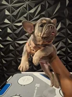 Chip, a male French Bulldog for sale in Long Beach, CA – 2 of 10