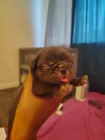 Mochi, a male French Bulldog for sale in Long Beach, CA – 4 of 5