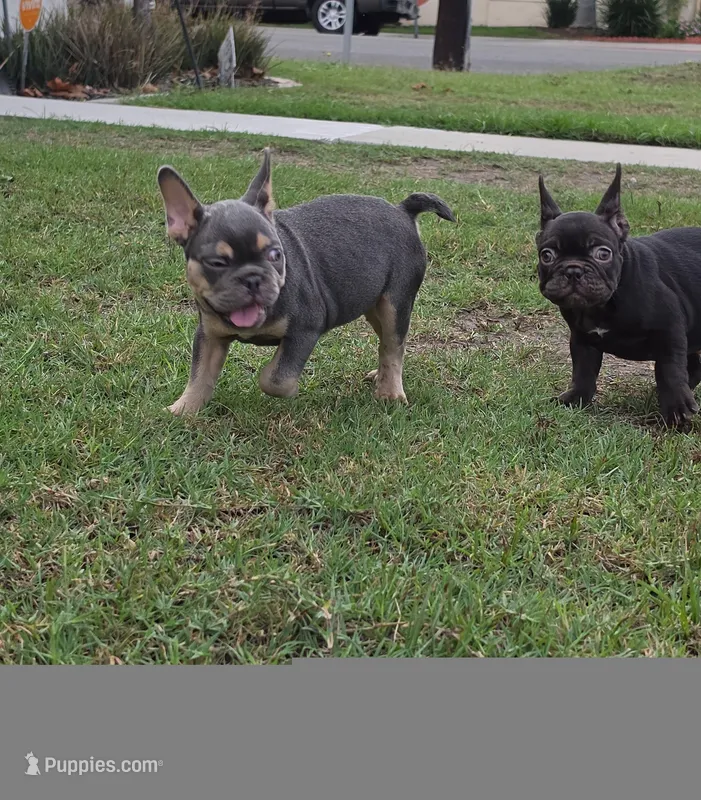 Fraternal boys – French Bulldog puppy for sale in Long Beach, CA