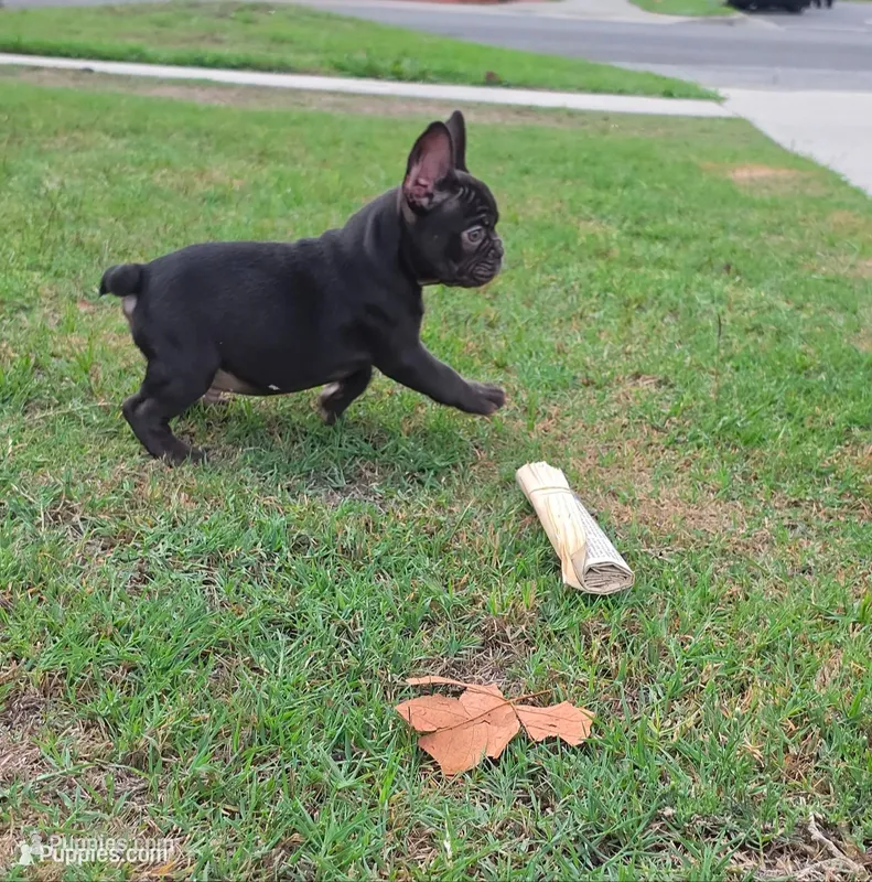 Mochi – French Bulldog puppy for sale in Long Beach, CA