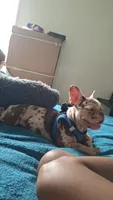 Cherry Pie, a female French Bulldog for sale in Long Beach, CA – 6 of 6