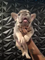 Chip, a male French Bulldog for sale in Long Beach, CA – 1 of 10