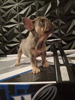 Chip, a male French Bulldog for sale in Long Beach, CA – 9 of 10