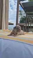 Chip, a male French Bulldog for sale in Long Beach, CA – 5 of 6
