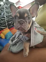 Fraternal boys, a male French Bulldog for sale in Long Beach, CA – 5 of 9