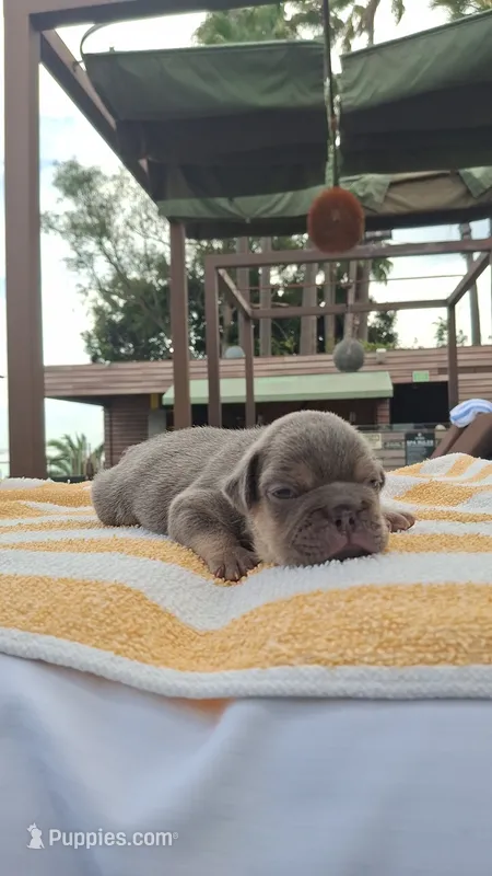 Chip – French Bulldog puppy for sale in Long Beach, CA
