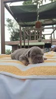 Chip, a male French Bulldog for sale in Long Beach, CA – 1 of 6