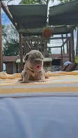 Chip, a male French Bulldog for sale in Long Beach, CA – 6 of 6