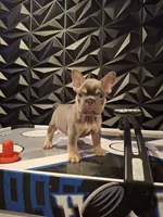Fraternal boys, a male French Bulldog for sale in Long Beach, CA – 9 of 9