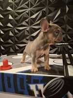 Fraternal boys, a male French Bulldog for sale in Long Beach, CA – 8 of 9