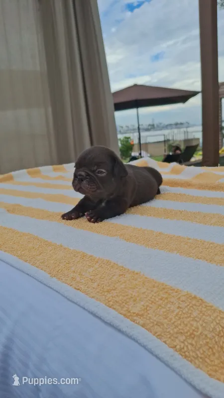 Mochi – French Bulldog puppy for sale in Long Beach, CA