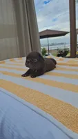 Mochi, a male French Bulldog for sale in Long Beach, CA – 1 of 5