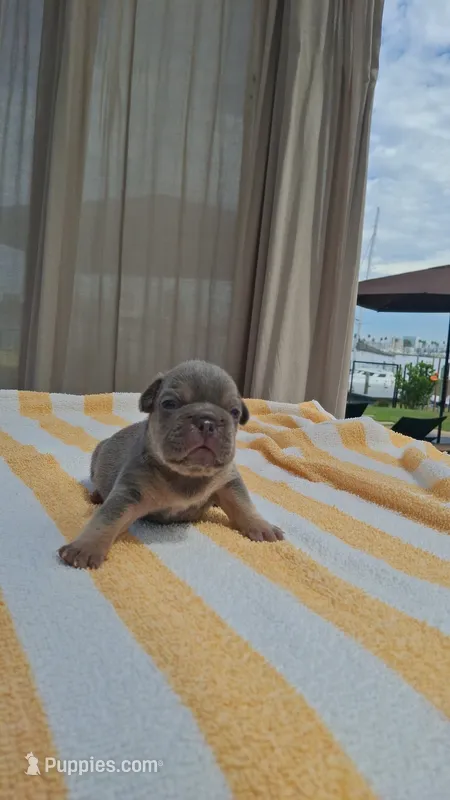 Fraternal boys – French Bulldog puppy for sale in Long Beach, CA