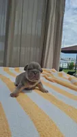 Chip, a male French Bulldog for sale in Long Beach, CA – 3 of 6