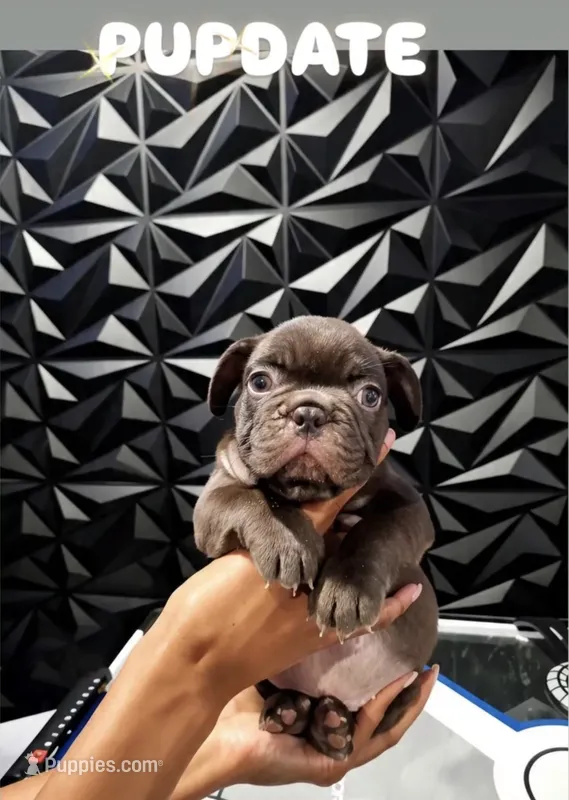 Mochi – French Bulldog puppy for sale in Long Beach, CA