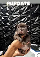 Mochi, a male French Bulldog for sale in Long Beach, CA – 1 of 6