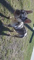 Merley, a female French Bulldog for sale in Long Beach, CA – 2 of 4