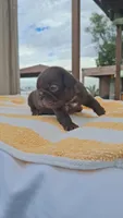 Fraternal boys, a male French Bulldog for sale in Long Beach, CA – 6 of 9