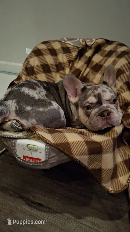 Merley – French Bulldog puppy for sale in Long Beach, CA
