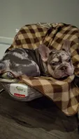 Merley, a female French Bulldog for sale in Long Beach, CA – 1 of 5