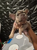 Chip, a male French Bulldog for sale in Long Beach, CA – 10 of 10