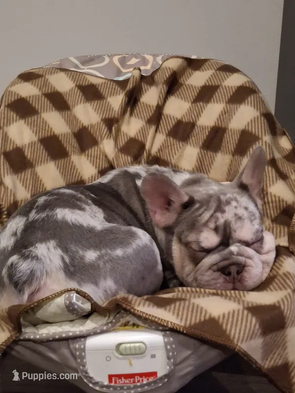 Merley – French Bulldog puppy for sale in Long Beach, CA