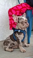 Cherry Pie, a female French Bulldog for sale in Long Beach, CA – 1 of 6
