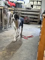 Rafiki, a male Great Dane for sale in Pocahontas, VA – 2 of 10