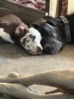 Nymeria, a female Great Dane for sale in Pocahontas, VA – 3 of 7
