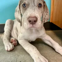 Alexandrite, a male Great Dane for sale in Pocahontas, VA – Photo 7 of 10