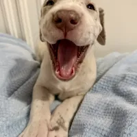 Alexandrite, a male Great Dane for sale in Pocahontas, VA – Photo 10 of 10