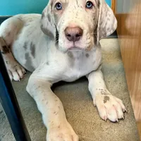 Alexandrite, a male Great Dane for sale in Pocahontas, VA – Photo 4 of 10