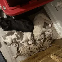 Alexandrite, a male Great Dane for sale in Pocahontas, VA – Photo 8 of 10