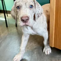 Alexandrite, a male Great Dane for sale in Pocahontas, VA – Photo 9 of 10